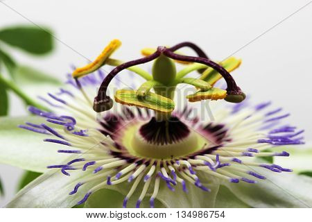 Beauty white blue passion flower Passiflora caerulea