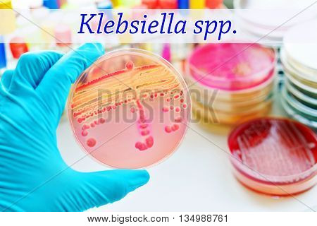 Colonies of Klebisiella bacteria in culture medium plate