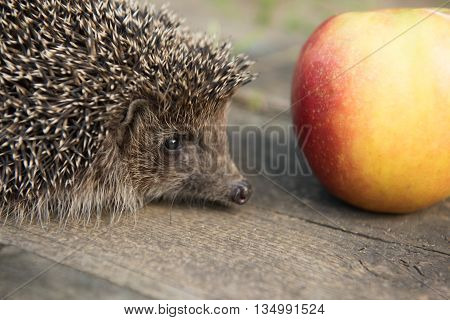 The hedgehog looks at the big apple