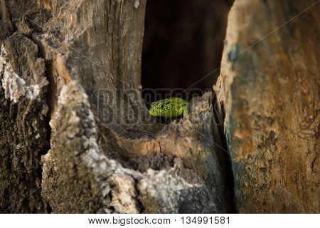 Green lizard peeking out of a hollow tree
