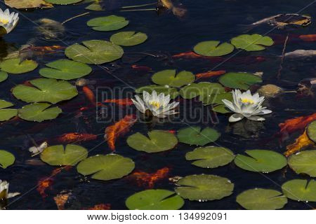 Mysterious water lilies on the lake surface