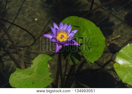 Mysterious water lilies on the lake surface