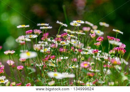 Barcelona Attractions Labyrinth Park of Horta in Barcelona Flowers in the Park Catalonia Spain.