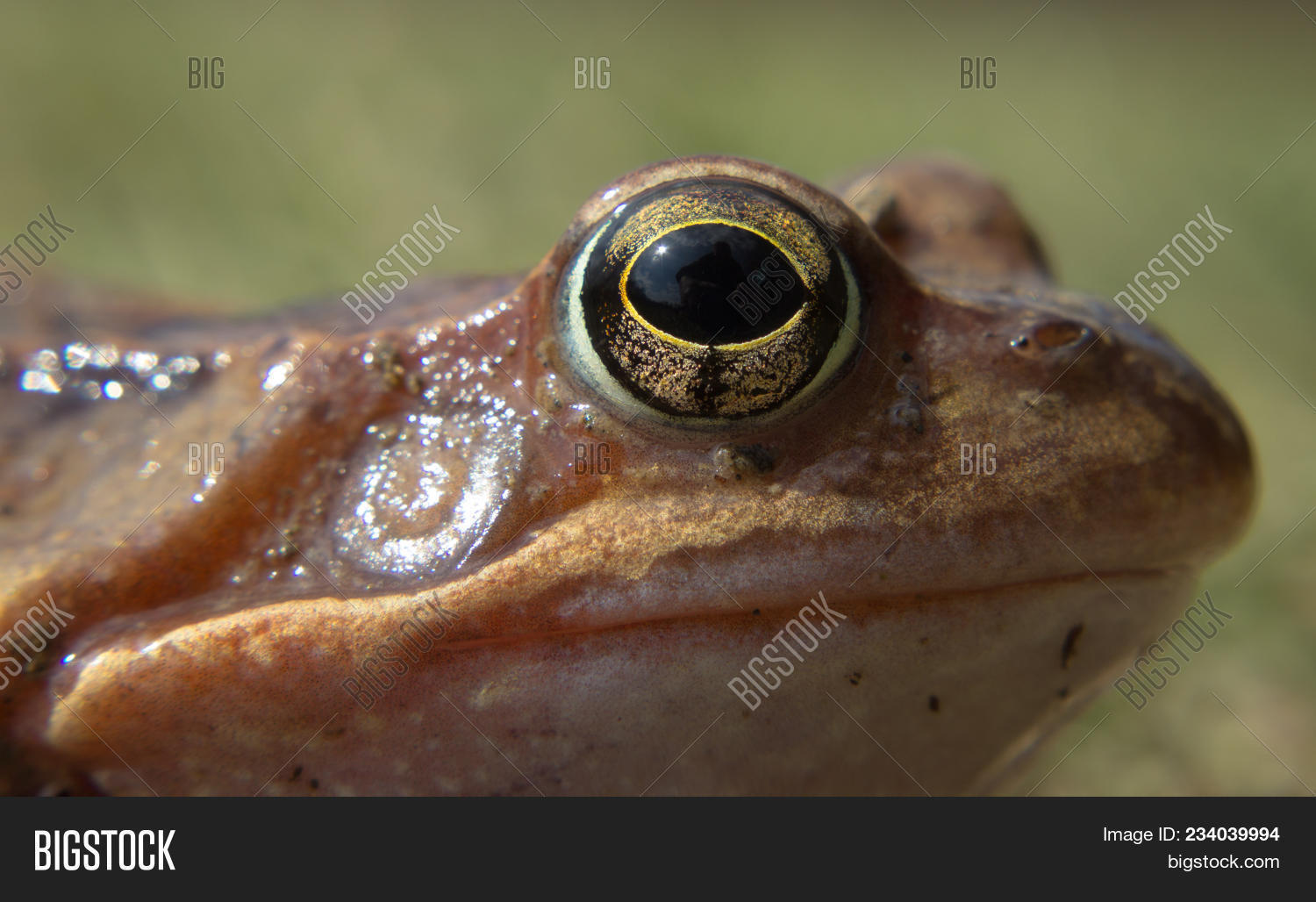 Detail Eye Common Frog Image & Photo (Free Trial) Bigstock