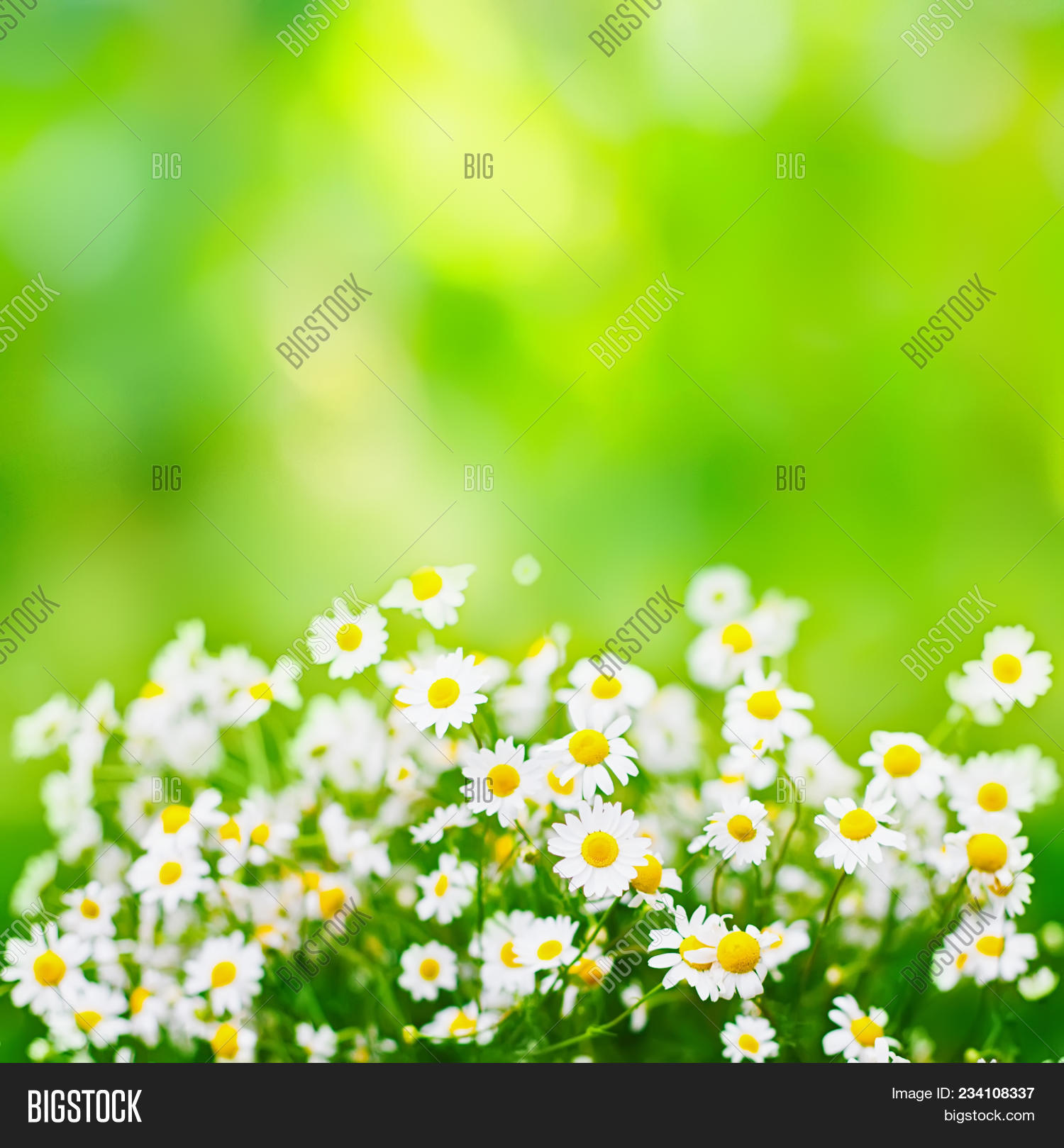 Bright Green Summer Image \u0026 Photo (Free Trial) | Bigstock, image size:1500x1619