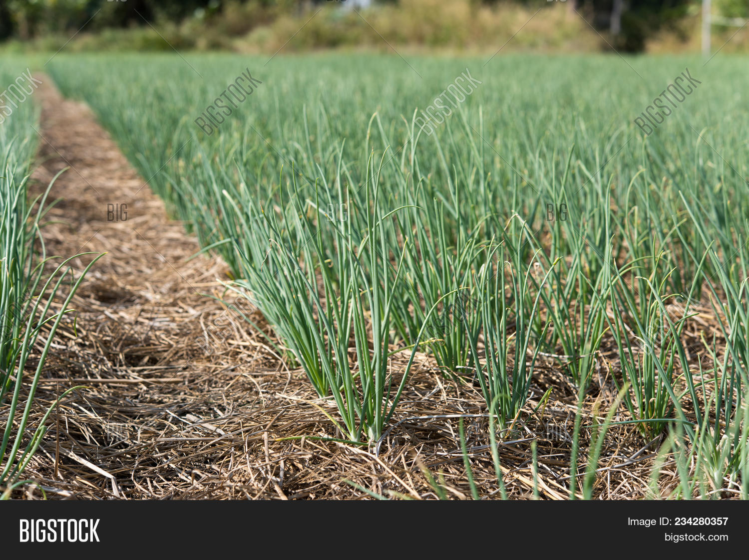 Green Shallot Growth Image & Photo (Free Trial) Bigstock
