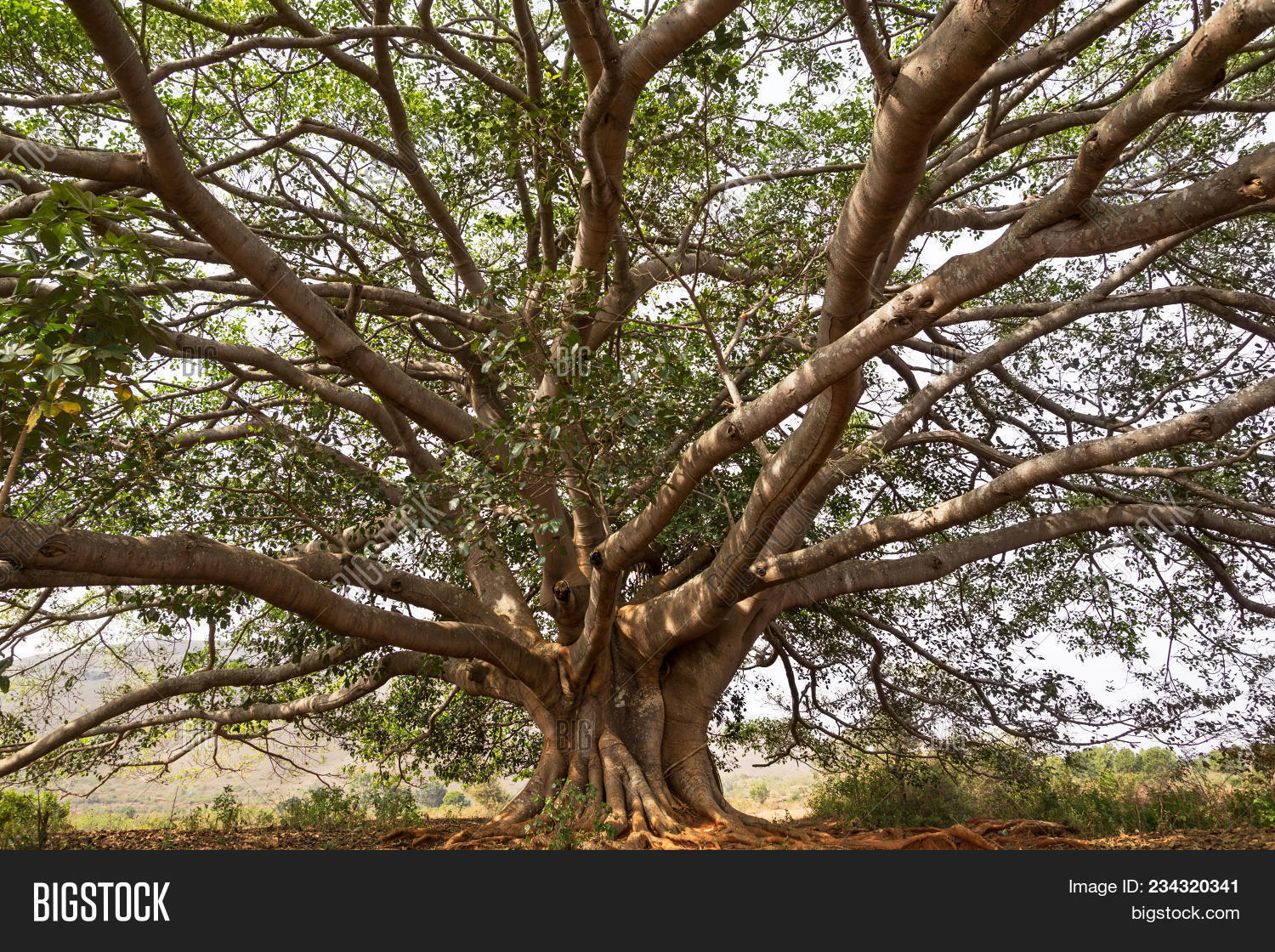 Sacred Banyan Tree Image & Photo (Free Trial) Bigstock