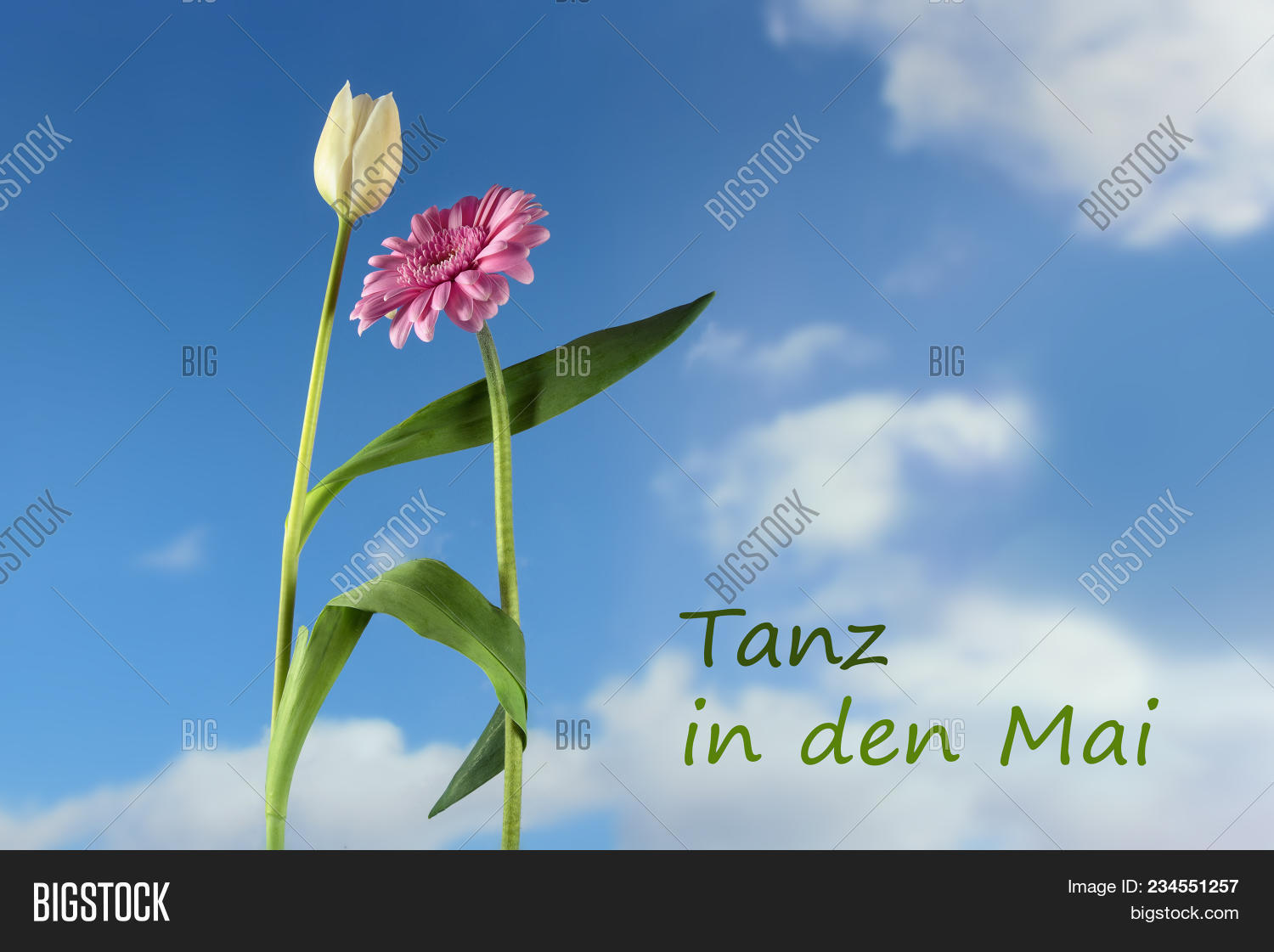 Dancing Flowers White Image Photo Free Trial Bigstock