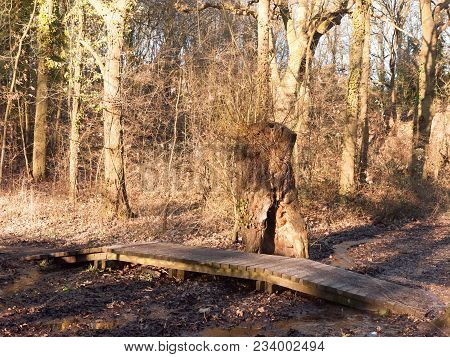 Small Wooden Path Plank Way Over Running Creak Of Water In Woodland Forest Uk