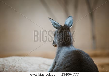 Funny Adult Kangaroo Animal Of Gray Color Close-up, Portrait Head Back View.