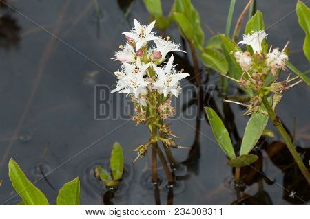 White Flowers (menyanthes Trifoliata) In Some Water