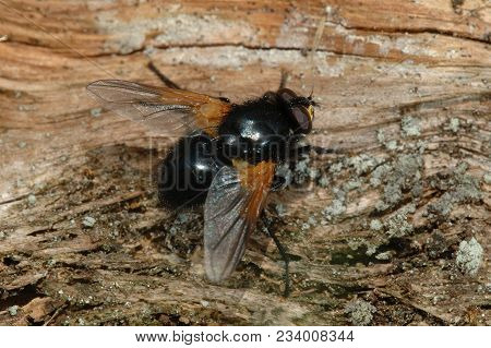 Noon Fly (mesembrina Meridana) On A Piece Of Wood
