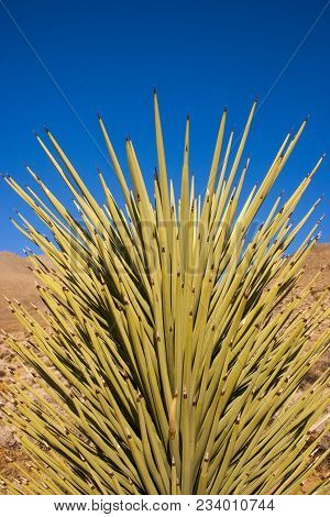 Many Large Yucca In The Sierra Nevada Mountains, California, Usa. The Sierra Nevada Is A Mountain Ra