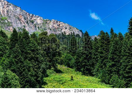 Landscape Of Subalpine Mountain Meadow And Forest In Caucasus, Russia