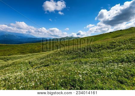 Subalpine Meadows With Flowers, Forest And Scenic Cloudscape