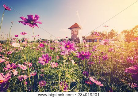 Field Cosmos Flowre And Sunset With Vintage Tone.