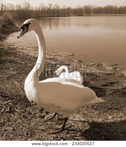 Swans At The Lake With Shadow From The Sun In Sephia Color.
