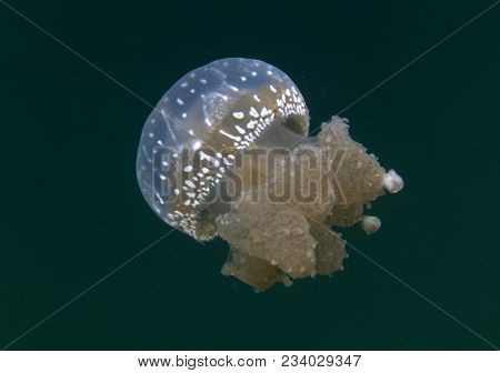 Jellyfish Lake In Togian Island Near Sulawesi, Indonesia