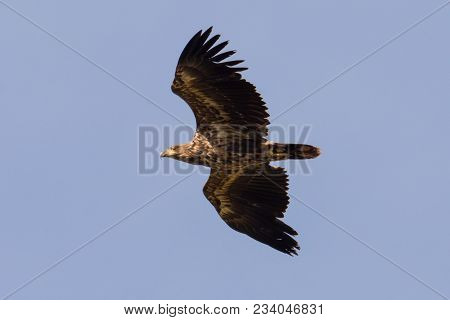 Young Sea Eagle In Flight In Germany Haliaeetus Albicilla