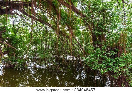 Large Tropical Tree At The Rain Forest, Vietnam