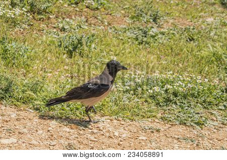 A Gray Crow In A Meadow On A Sunny Day