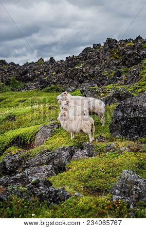 Icelandic Sheeps And Beautiful Icelandic Landscape, Iceland, Summer Time