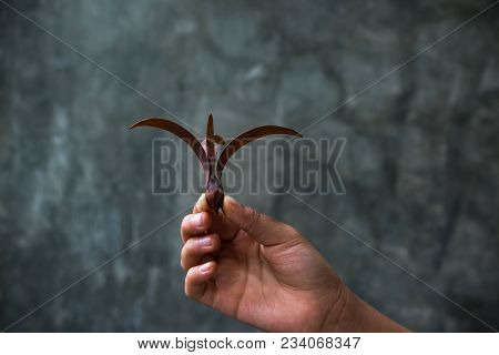 The Hand Holding The Winged Seed With A Dark Background. Winged Seed Is A Tropical Forest Tree.