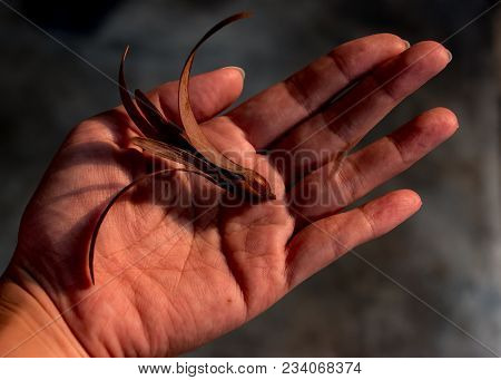 The Hand Holding The Winged Seed With A Dark Background. Winged Seed Is A Tropical Forest Tree.