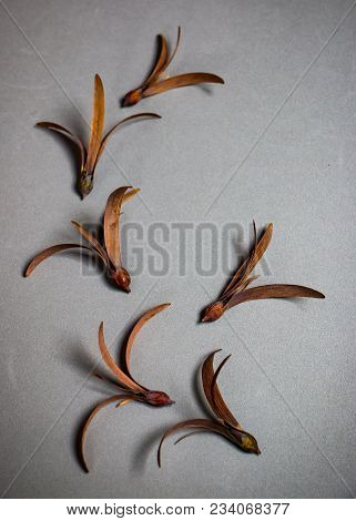 The Winged Seed On The White Background. Winged Seed Is A Tropical Forest Tree