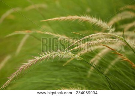Beautiful Yellow Grass Weed Captured With Shallow Depth Of Field, Blade Of Grass