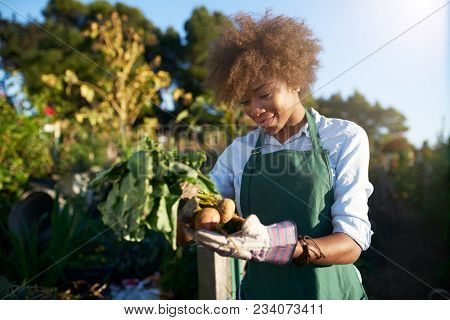 african american woman inspecting freshly harvested golden beets in community communal garden