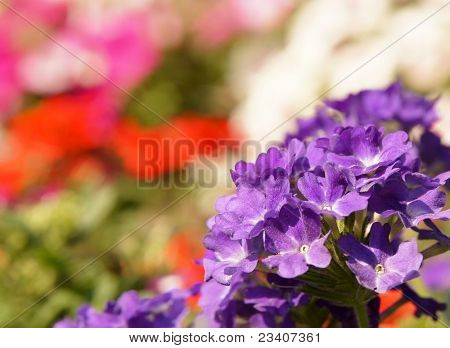 Fiore di verbena hybrida, blu