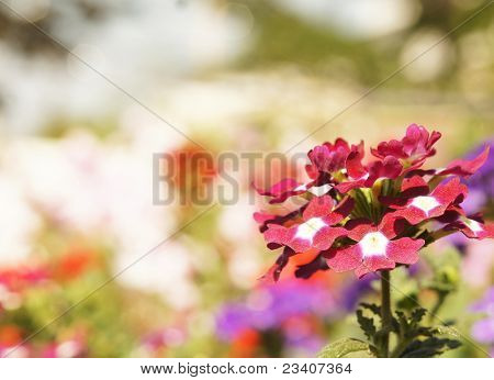Fiore di verbena hybrida, rosso