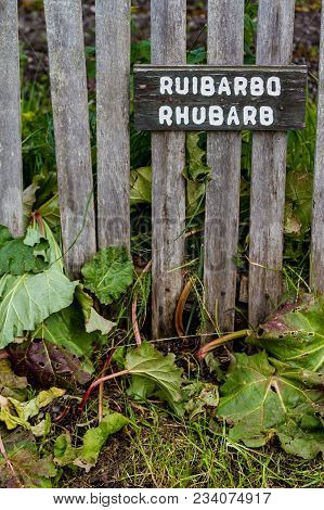 Rhubarb Growing Next To Wooden Fence, With Sign Identifying It In English And Spanish, Isla Martillo