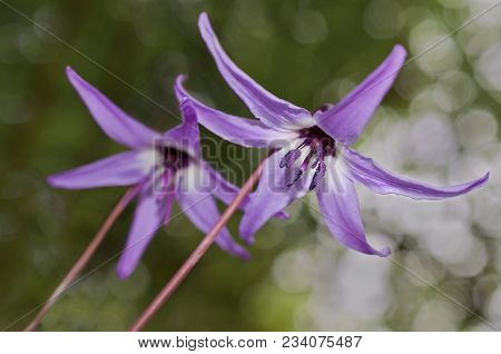 Purple Fawn Lily Flowers With Isolated Focus (erythronium Purpurascens)