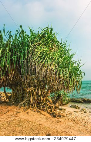 Tropical Beach With Yuccas Trees. Located In Northern Part Of The Habaraduwa Beach Close To The Smal