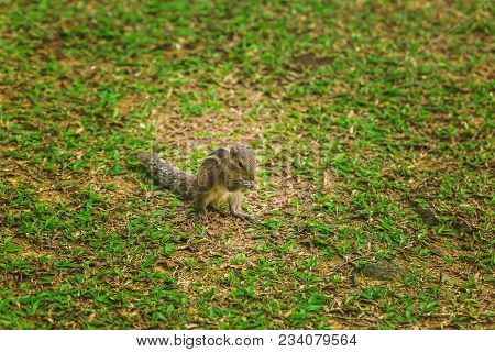Small Chipmunk Try To Find Eat On The Green Lawn