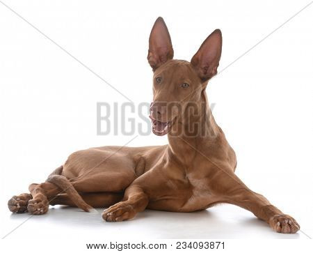 male pharoah hound licking lips on white background