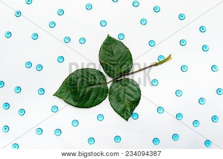 Spa Setting With Cosmetic Cream, Gel, Bath Salt And Fern Leaves On White Wooden Table Background