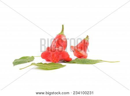 Colorful And Crisp Image Of Bishops Crown With Leaves On White