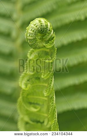 Green Background Of Fern. Beautiful Fern Leaves Green Foliage Natural Floral Fern Background. Sprout