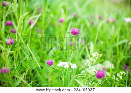 Bright Summer Spring Background With Clover Flowers On Floral Meadow Outdoors. Blooming Clover Plant