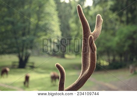 Fluffy Elk Horns In Soft Green Background