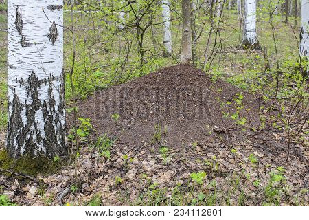 The Big Anthill In Spring Forest Near Birch Trunk