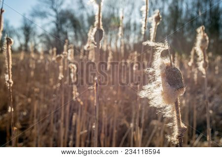 Overblown Female Flower Spike Of A Common Bulrush Or Typha Latifolia Plant In A Marshy Area Of A Dut