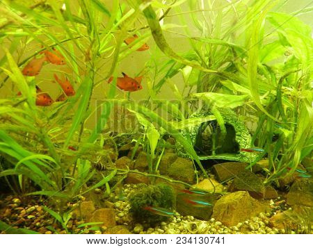 Aquarium Fish Ichthyology Algae, Goldfish, Tropical, Water