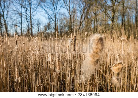 Closeup Of Fluffy Overblown Female Flower Spikes Of Broadleaf Cattail Or Typha Latifolia Plants In T