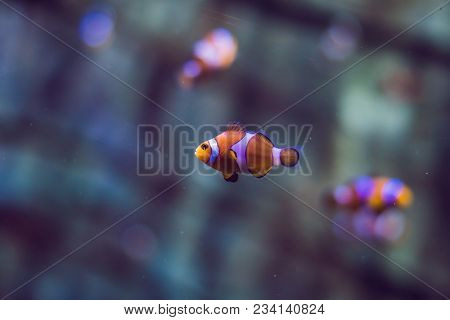 Tropical Fish With Corals And Algae In Blue Water. Beautiful Background Of The Underwater World.