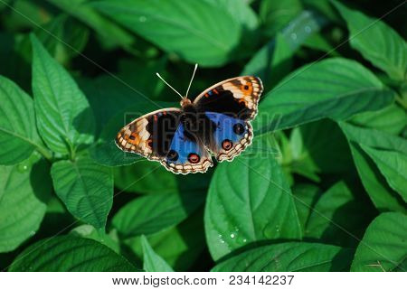 An Indonesian Butterfly (junonia Orithya) Perched On Green Leaves Grass.