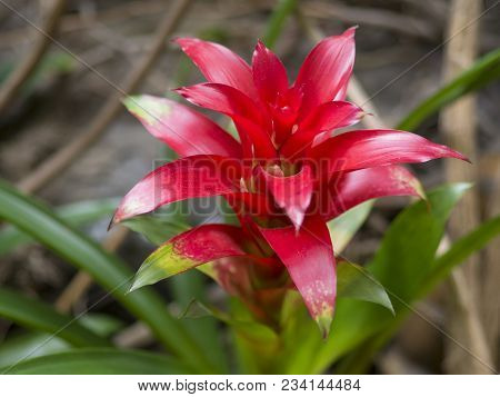 Close Up Red Bromeliad ( Bromeliaceae) Plant Tropical Flower, Selective Focus
